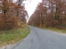 Forêt d'Orléans entre Chanteau et le Gd Aigle